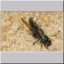 Oxybelus bipunctatus - Fliegenspiesswespe w23a 6mm beim Nesteintrag - Sandgrube Niedringhaussee.jpg